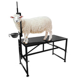 Garvee Goat Stand with Feed Bin, Heavy Duty 600LBs Goat Trimming Stand with Adjustable Head and Legs, Livestock Table for Sheep Trimming and Milking, Black - Black