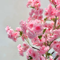 FQZOL_4443CKDV